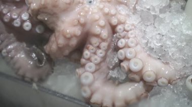 Deniz ürünleri. Taze ahtapot buzda yatıyor. Yakın plan..