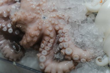 Deniz ürünleri. Taze ahtapot buzda yatıyor. Yakın plan..