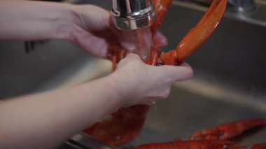 Istakoz lavaboda. Istakozları yıkıyorum.. 