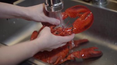 Istakoz lavaboda. Istakozları yıkıyorum.. 