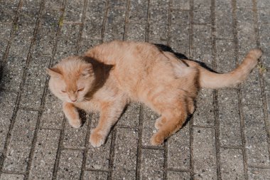 Kızıl kedi sırt üstü döner. Kedi neşeyle güneşin altında dönüp duruyor..