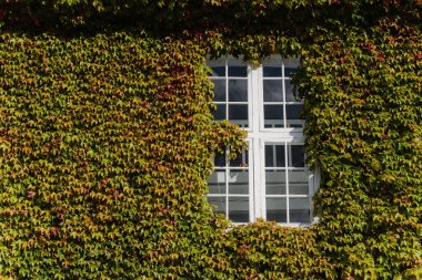 Sürünen yeşil bir bitkiyle sarmalanmış bir bina. Fabrika binanın duvarında sürünüyor..