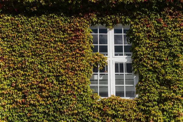 Sürünen yeşil bir bitkiyle sarmalanmış bir bina. Fabrika binanın duvarında sürünüyor..