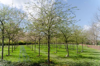 Parktaki mezarlar. Güneşli havada çiçek açan ağaçların arka planına karşı mezarlık.. 
