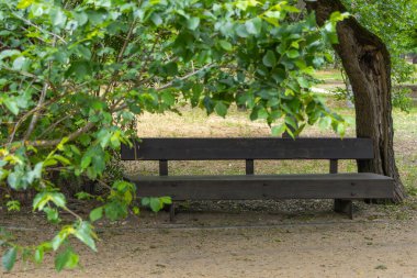 Quinta das conchas 'taki yeşil yaprakların altına yerleştirilmiş sakin ahşap bir bank. Leylases parkı, Lizbon, huzurlu kentsel doğanın somut bir örneği.