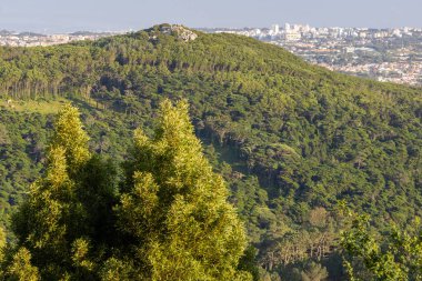 Yemyeşil battaniyeler Sintra 'nın dağında, doğayı uzak şehirlerle harmanlıyor.