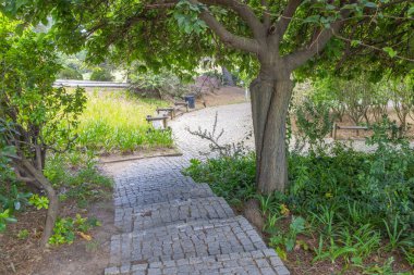 Ağacın altındaki taştan yol huzurlu bir park bankına çıkıyor.