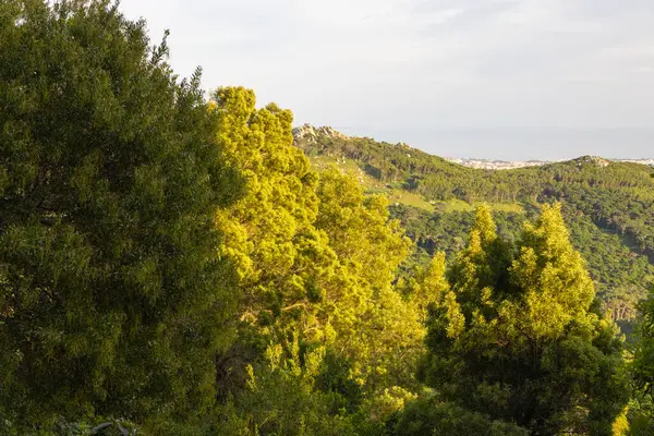 stock image Sunkissed hills and vibrant foliage in sintra's scenic mountain range