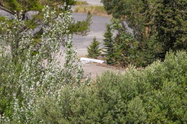 Ormandaki ağaçlar arasındaki çöpler doğayı kirletiyor.