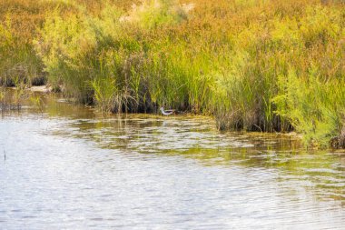 Siyah kanatlı bitkisel yaşam alanında bir gölette yürüyen himantopus.