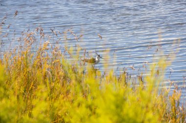 Siyah kanatlı stilt - himantopus himantopus - doğal ortamında sığ sularda yüzer.