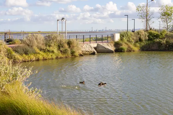 Ördekler Povoa de Santa Iria nehir parkında güneşli bir günün tadını çıkarıyorlar.
