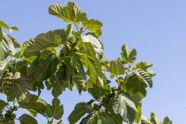 Yazın mavi gökyüzünde olgunlaşmamış meyvelerle büyüyen incir ağacı dalı.