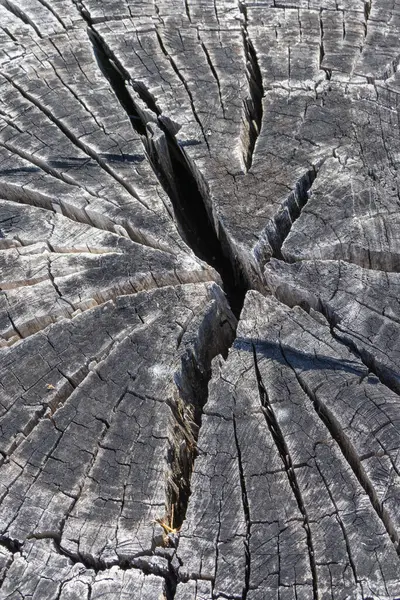 stock image Tree stump with cracks forming a star shape is showing the effects of time and weather