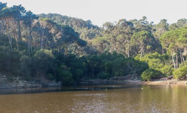 Sakin su, sintra Portekiz 'deki Rio da Mula barajını çevreleyen yemyeşil ormanı yansıtıyor.