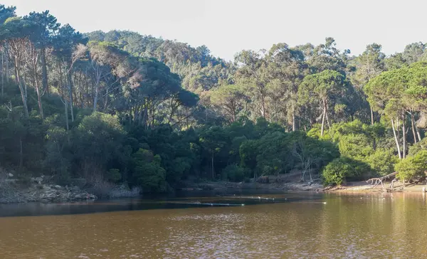 Sakin su, sintra Portekiz 'deki Rio da Mula barajını çevreleyen yemyeşil ormanı yansıtıyor.