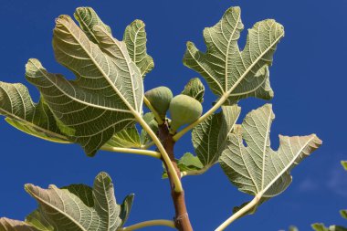 Yeşil yapraklı bir dalda yetişen olgunlaşmamış incir meyvelerini kapatın, canlı mavi bir gökyüzüne karşı dizilin.