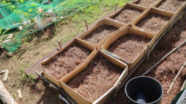 Çam iğnesi gübresi, sebze bahçesinde fideleri başlatmak için karton kutularda toprak olarak kullanılıyor.