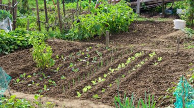 Bereketli bir bahçede yetişen taze marul, lahana ve soğan fideleri.