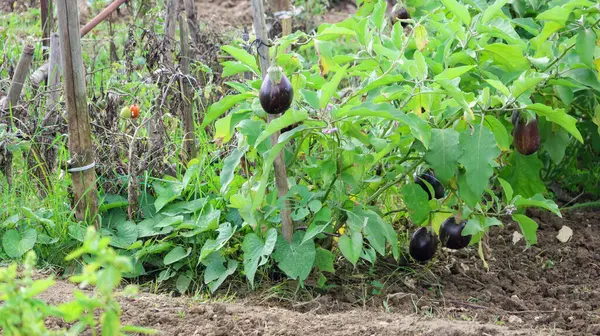 Sebze bahçesindeki tahta kazıklarla desteklenen bir bitkide yetişen olgun patlıcanlar.