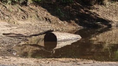 Ağaç gövdesi Rio da Mula barajına yarı batmış, yansıması durgun suda parıldıyor.