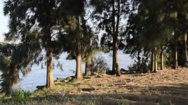 Nehir kıyısındaki ağaçların arasından esen rüzgar.