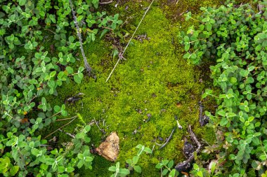 Yeşil yosun yemyeşil bir doğal ortamda bir taşı kaplıyor.