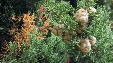 Close up of an arizona cypress tree showing cones and green and brown leaves, cupressus arizonica clipart