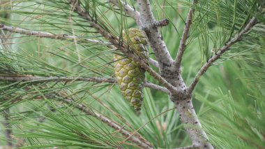 Çam ağacının dalında yetişen yeşil bir kozalağa yakın, yemyeşil iğnelerle çevrili.