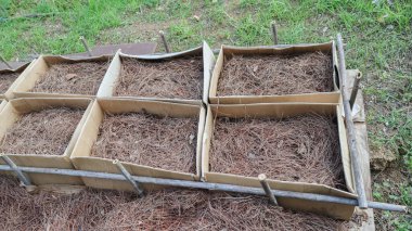 Cardboard boxes filled with pine straw create a raised bed garden, promoting drainage and weed suppression clipart