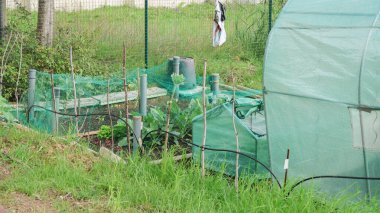 Protecting growing vegetables in raised beds with netting and a small greenhouse clipart