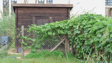 Bahçedeki küçük bir ahırın ahşap çitini örten yeşil sarmaşık bitkileri.