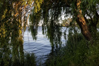 Güneş ışığı Portekiz 'deki tagus nehrinin üzerinde söğüt dallarının arasından süzülerek huzurlu bir doğal manzara yaratıyor.