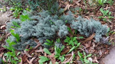 Cotton lavender plants growing in dry soil with eucalyptus leaves and weeds, creating a natural and textured ground cover