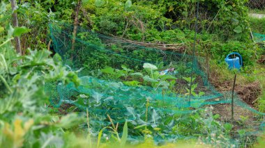 Bahçede veya tarlada yetişen genç sebze bitkilerini koruyan yeşil plastik ağ.