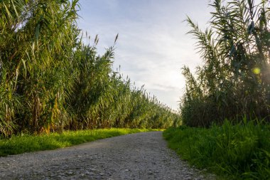 Manzaralı çakıl yolu, uzun yeşil kamışların arasında dönüyor, batan güneşin sıcacık parıltısıyla yıkanıyor.