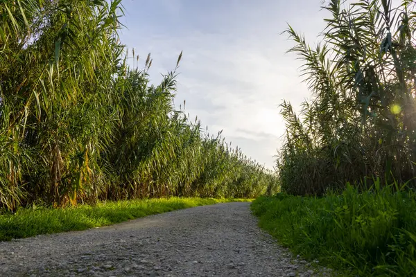Manzaralı çakıl yolu, uzun yeşil kamışların arasında dönüyor, batan güneşin sıcacık parıltısıyla yıkanıyor.