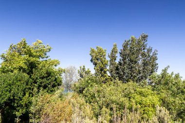 Bereketli yeşil ağaçlar ve çalılar berrak mavi bir gökyüzünün altında gelişerek canlı bir doğal manzara yaratırlar.