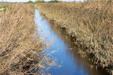 Gagus halının doğrusal nehir kenarındaki parkında, kuru sazlıklar ve otlar arasında gezinen huzurlu dere, povoa de santa iria, Lizbon, Portekiz