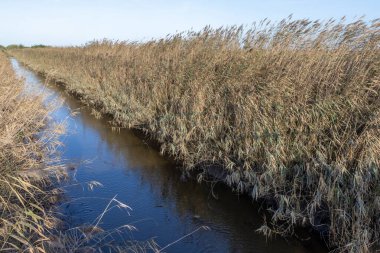 Rüzgarda savrulan kuru sazlıklar tagus halicindeki nehir kenarındaki bir kanalın kıyısında Povoa de Santa iria, Lizbon, Portekiz