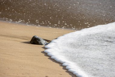 Beyaz deniz köpüğü Adraga Sahili 'nin altın kumu üzerinde güzel bir desen oluşturuyor, sintra, Portekiz, koyu bir kayayla.