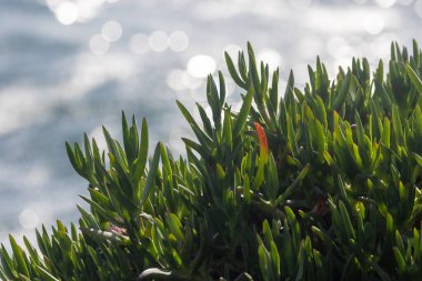 Güneşli bir günde kıyı kenarında yetişen sulu carpobrotus edulis bitkisinin arka planında köpüklü deniz suyu vardır.