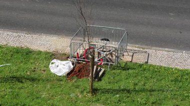 Yeni dikilmiş fidan çimenli yol kenarındaki metal kafesle güvence altına alındı.