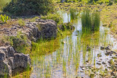 Tapada Nacional de Mafra 'da kayalar ve çimenler arasında akan kristal berrak su huzurlu bir doğal manzara yaratır.