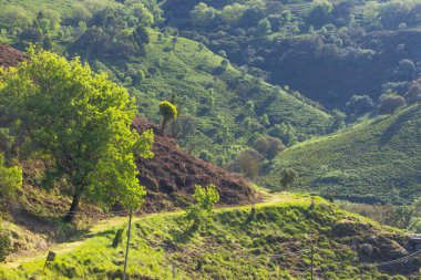 Yeşil tepelerin ve ağaçların manzarası tapada nacional de mafra, Portekiz 'de güneş ışığıyla yıkandı.