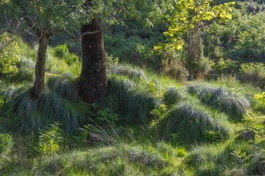 Tapada nacional de mafra, Portekiz 'de yetişen yabani bitki örtüsü