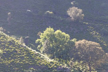 Güneş ışığı, tapada nacional de mafra, Portekiz 'de bitki örtüsüyle kaplı bir yamaçta büyüyen ağaçları aydınlatır.