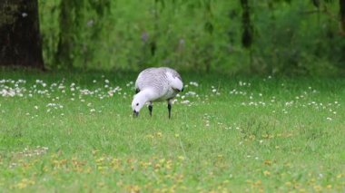 İmparator kaz yeşil çayırda yiyecek arıyor.