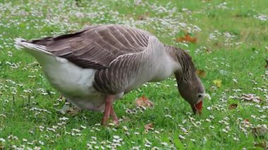 Greylag kaz yeşil çimlerde otluyor