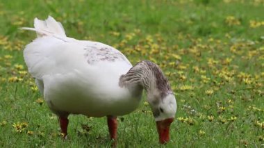 Beyaz kaz yeşil çimlerle besleniyor